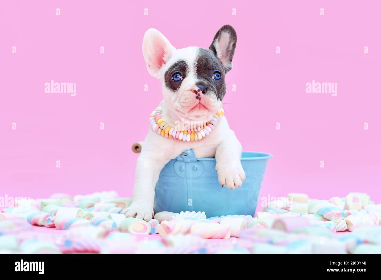 Blau pied Französisch Bulldog Hund Welpen in Eimer zwischen marsmallow Süßigkeiten auf rosa Hintergrund Stockfoto