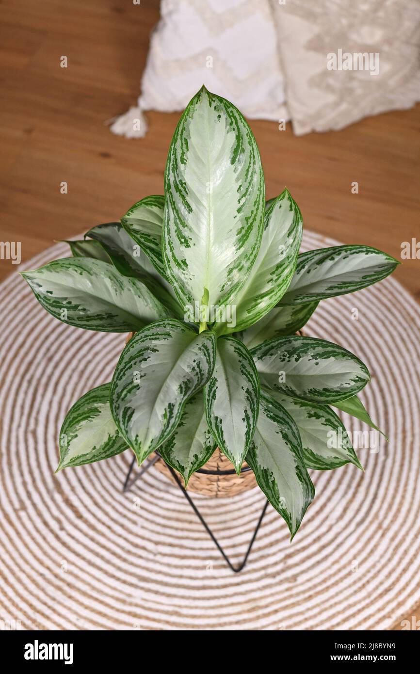 Üppige tropische 'Aglaonema Silver Bay'-Zimmerpflanze mit silbernem Muster im Korbtopf Stockfoto