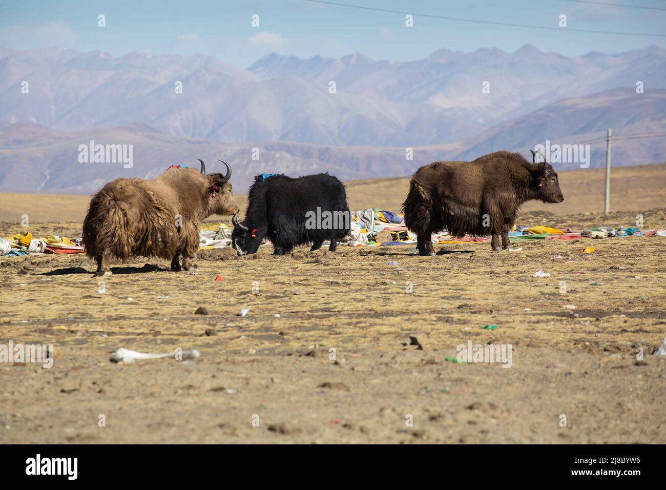 Drei Yaks in Tibet Stockfoto