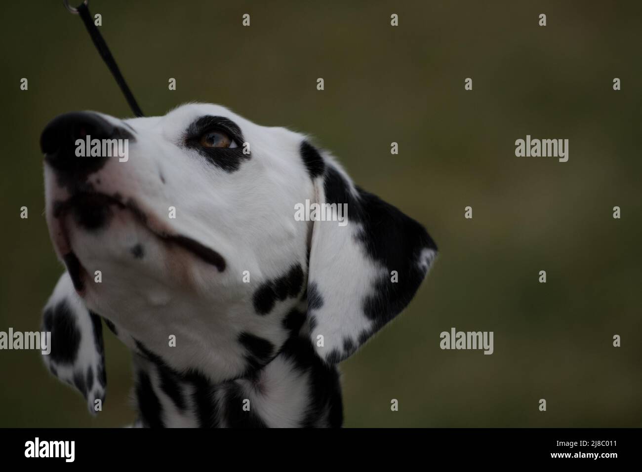 Nahaufnahme des Kopfes eines Dalmatiners, während sie nach oben schauen Stockfoto