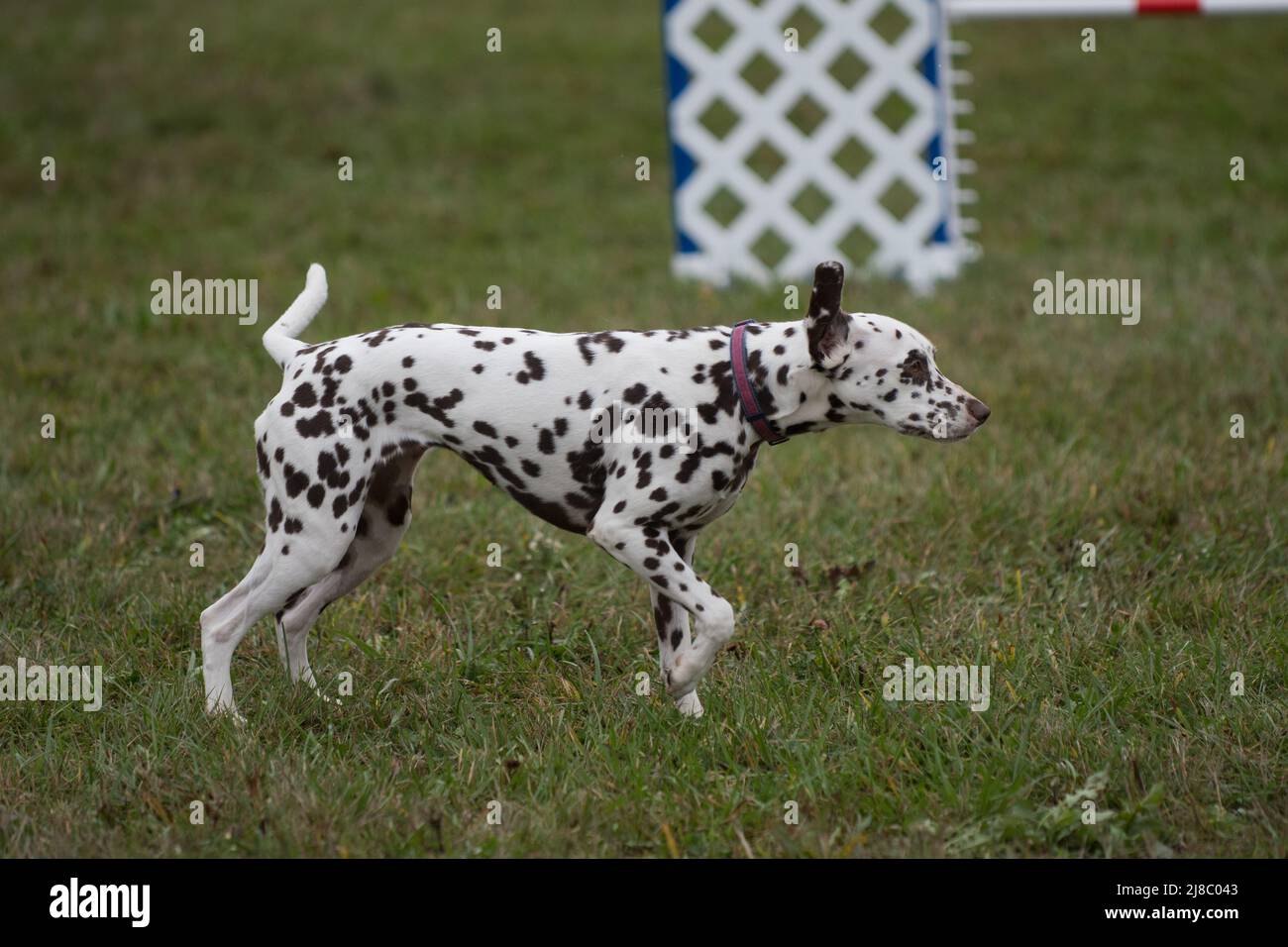 Dalmatiner bewegt sich durch den Hindernisparcours während des Agility-Wettkampfes Stockfoto