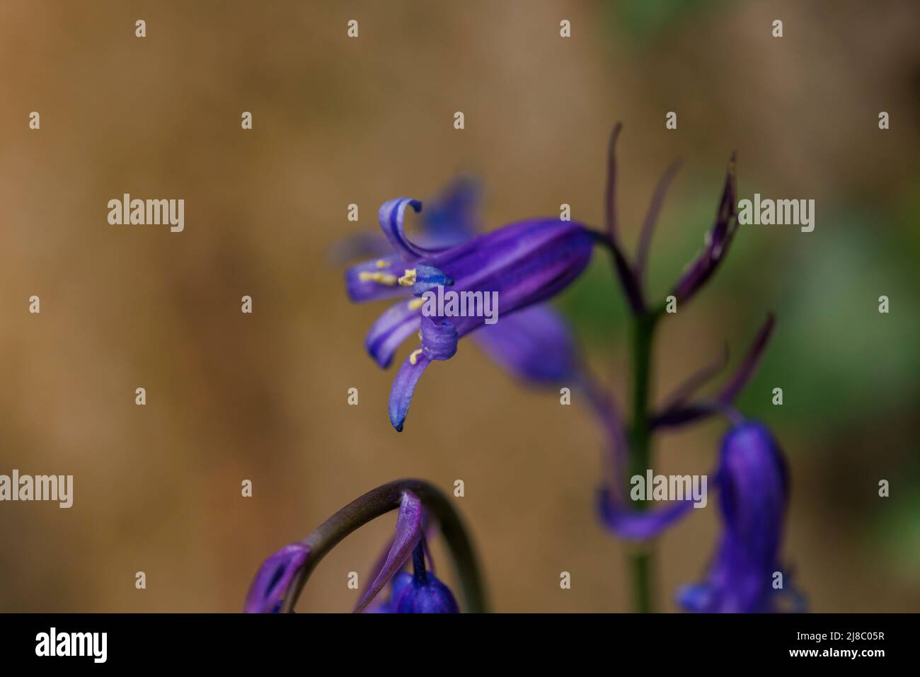 Blue Bells in den Wald Stockfoto