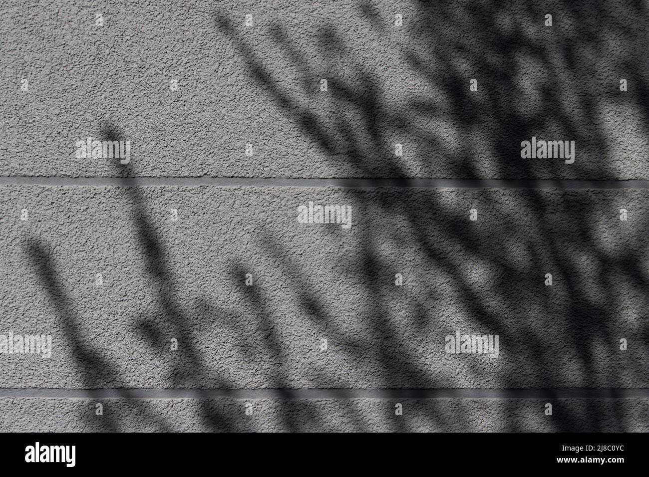Schatten von Ästen auf einer grauen Betonwand Stockfoto