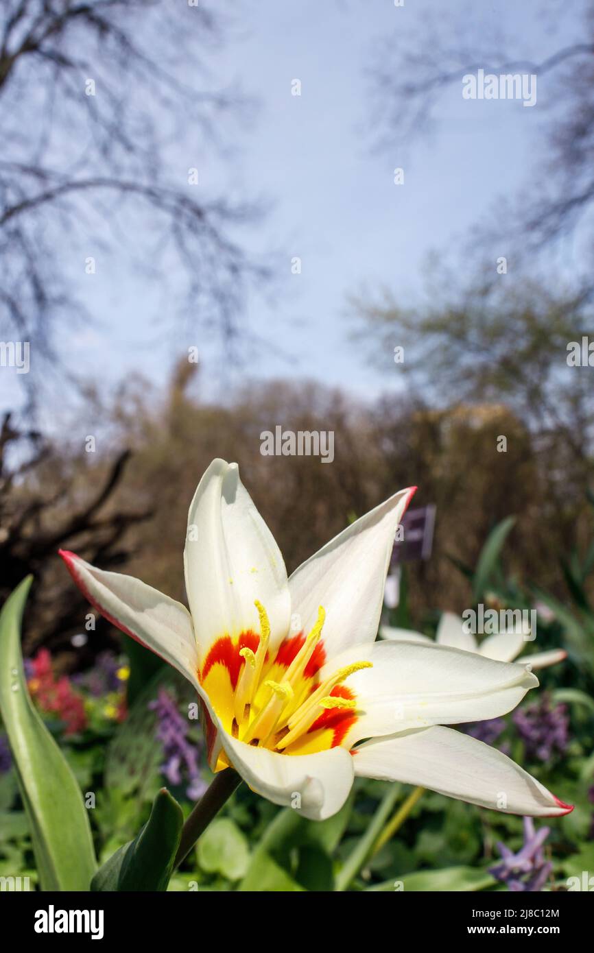 Tulipa kaufmanniana auf dem Rasen im Apothekergarten Stockfoto