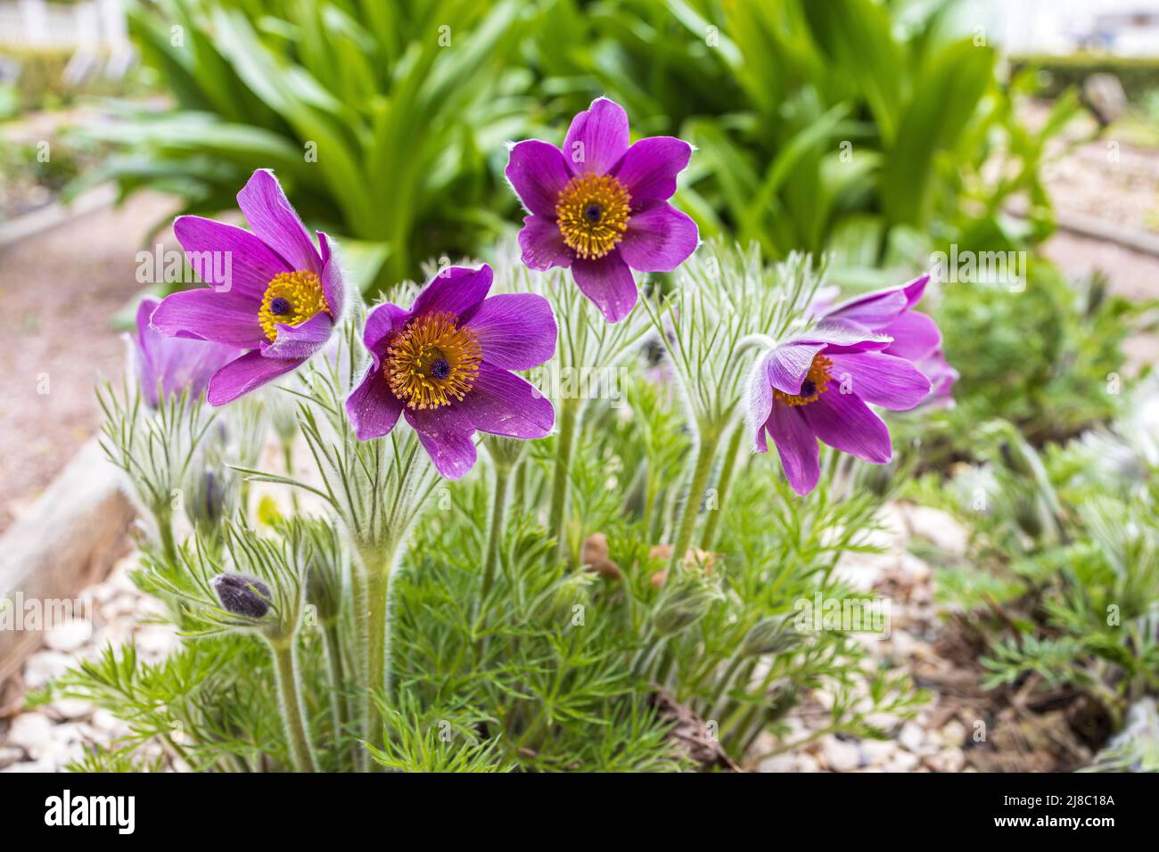 Pulsatilla patens ist eine blühende Pflanze aus der Familie der Ranunculaceae, die in Europa, Russland, der Mongolei und China beheimatet ist. Zu den gebräuchlichen Namen gehören EAS Stockfoto