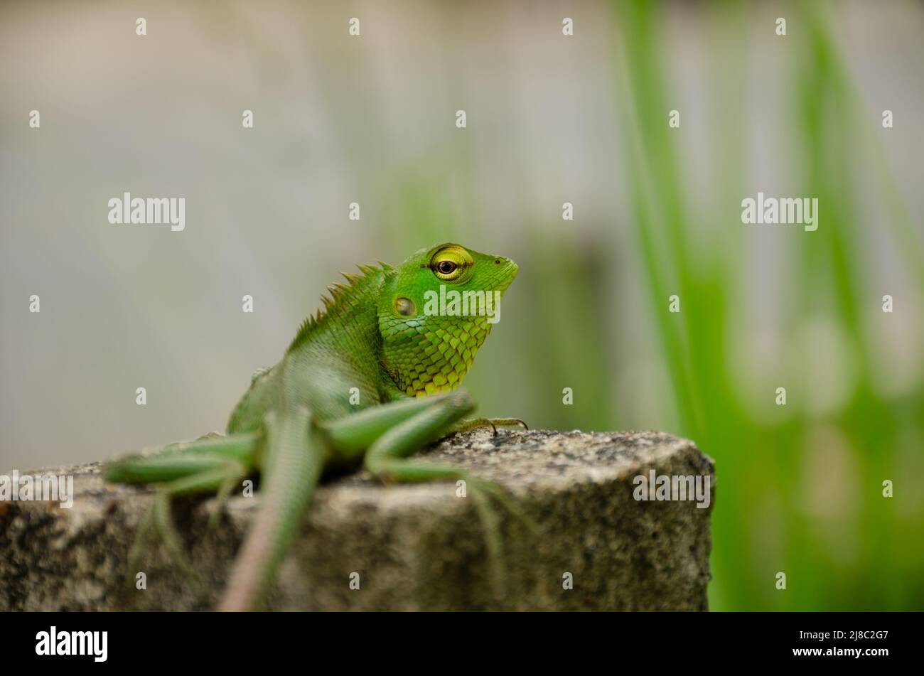 Green Garden Lizard - Sri Lanka Stockfoto