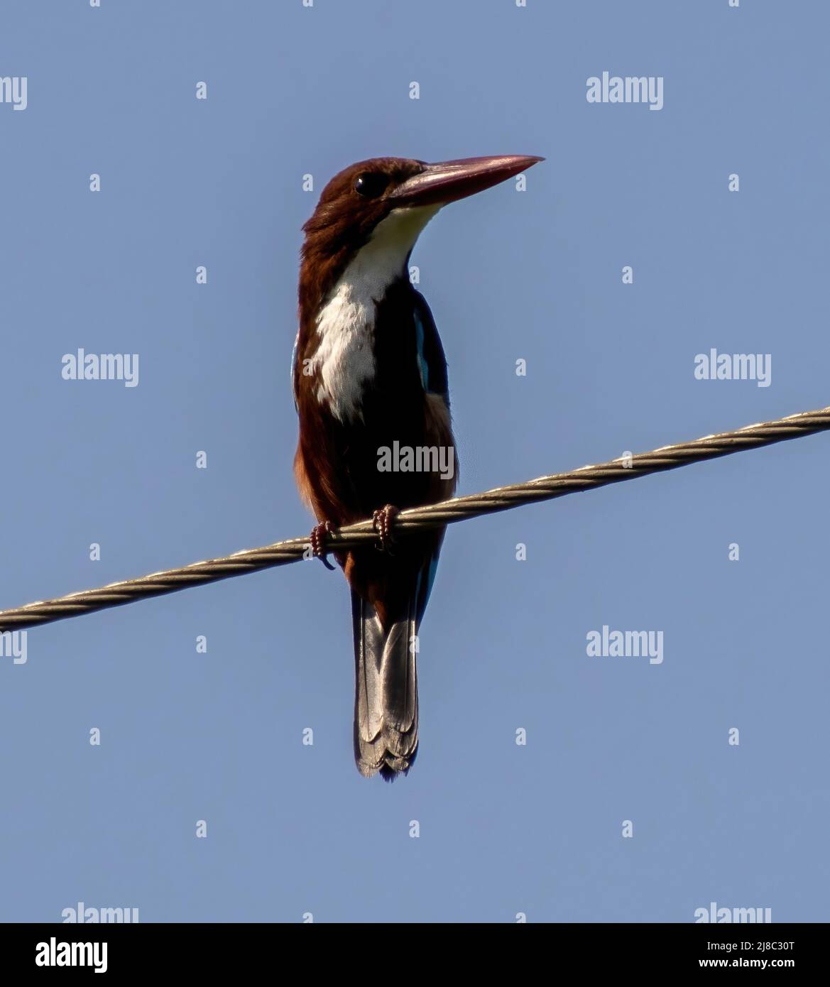 Vogel sitzt auf dem Kabel Vogel sitzt auf dem Kabel Stockfoto