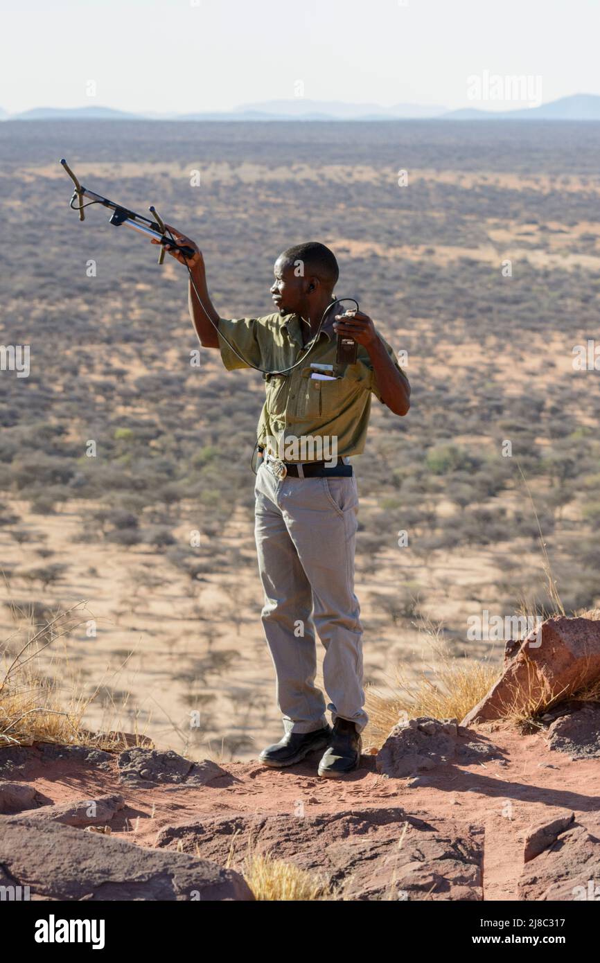 Ein Parkranger mit einer Radioantenne sucht nach Leoparden, die mit Funksendern ausgestattet sind, im Okonjima Nature Reserve (AfriCat Foundation), Namibia Stockfoto