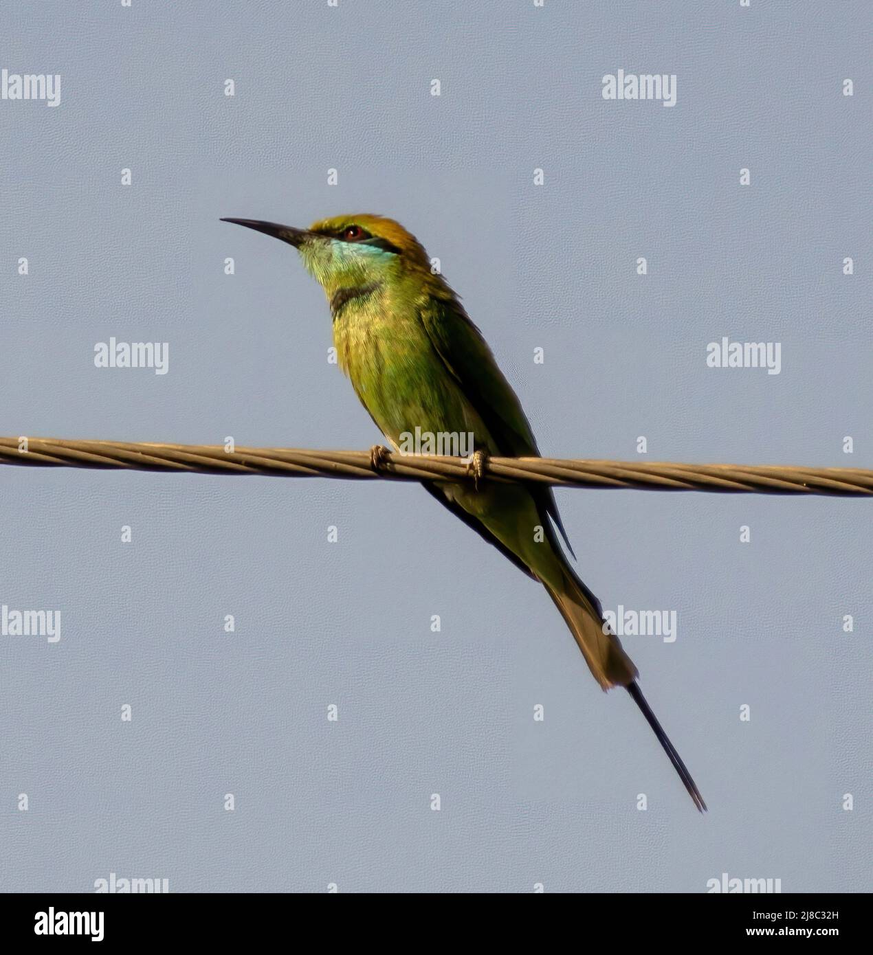 Vogel sitzt auf dem Kabel Vogel sitzt auf dem Kabel Stockfoto