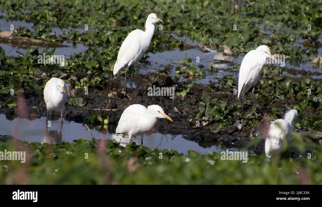 Bagla Gruppe sitzt auf grünem Gras Reiher Gruppe sitzt auf grünem Gras Stockfoto