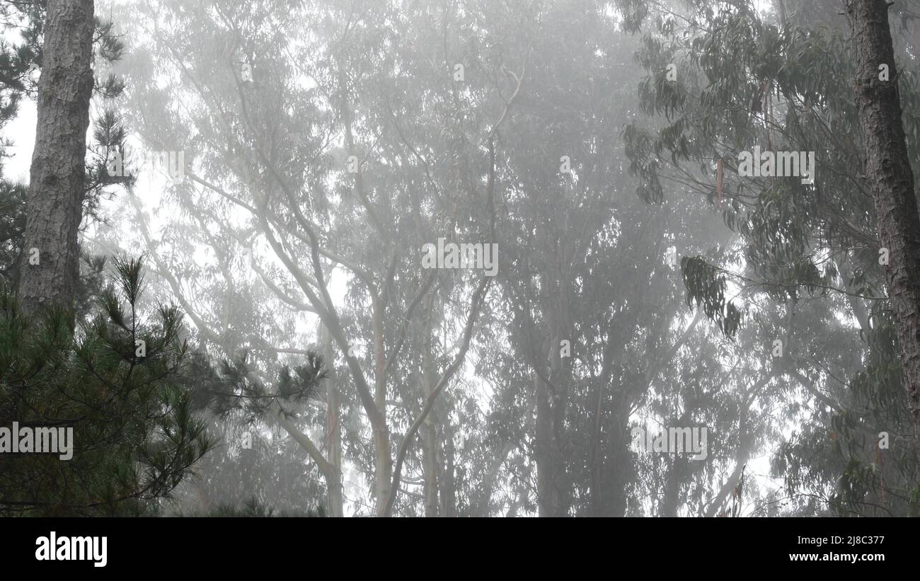 Eukalyptusbäume in nebligen Nebelwäldern, Wäldern, Hainen oder Wäldern. Nasse Pflanzen bei regnerischem Wetter, Tropfen fallen in Dunst. Moody ruhige, stille Atmosphäre, ruhige Natur, Monterey Flora, Kalifornien, USA. Stockfoto