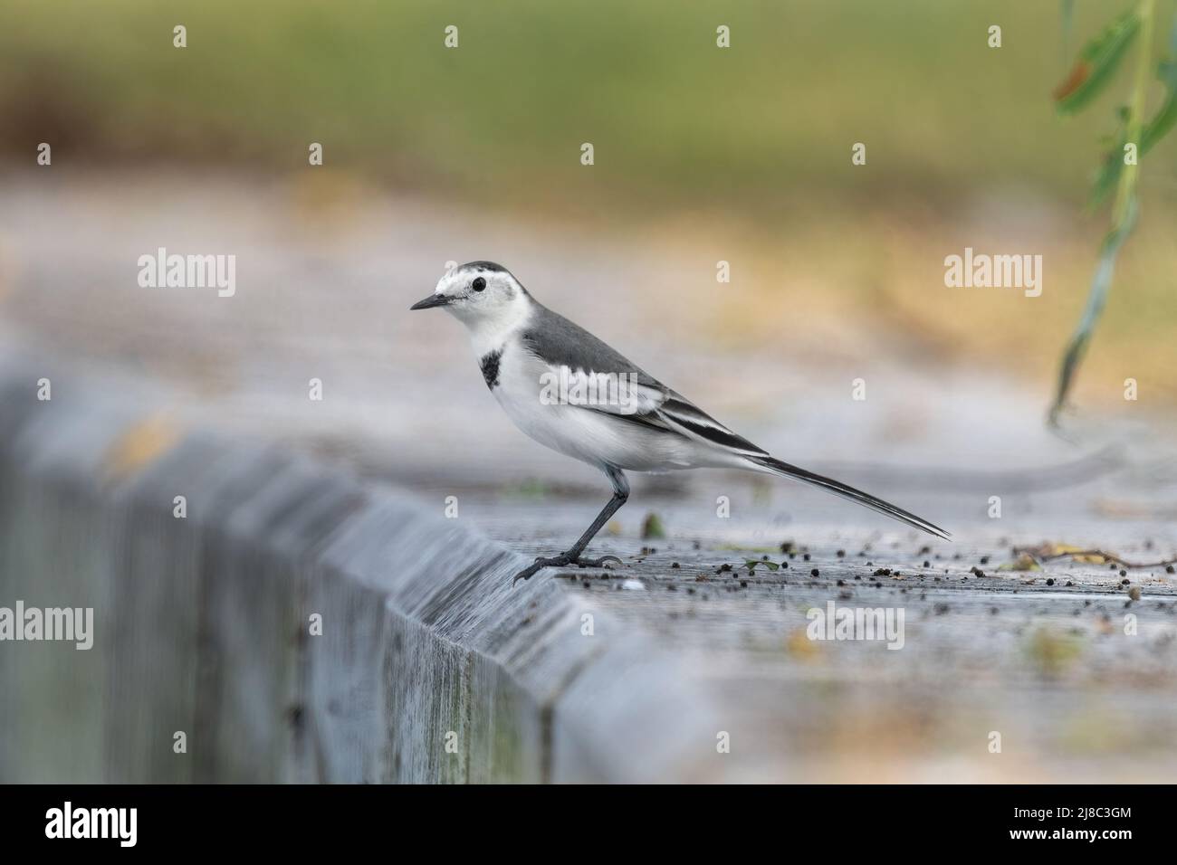 Nahaufnahme einer schwarzen Bachstelze während der Frühjahrszeit an einem sonnigen Tag Stockfoto