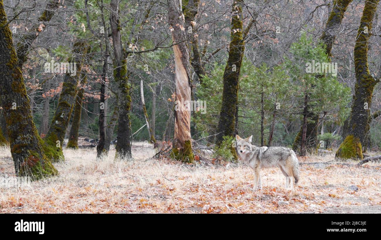 Wilder pelziger Wolf, grauer Kojote oder grauer Kojoten, Herbstwaldlichtung, Tierwelt im Yosemite-Nationalpark, kalifornische Fauna, USA. Fleischfresser, nicht domestiziertes Raubtier, Hybridhund wie ein Tier in natürlichem Lebensraum. Stockfoto