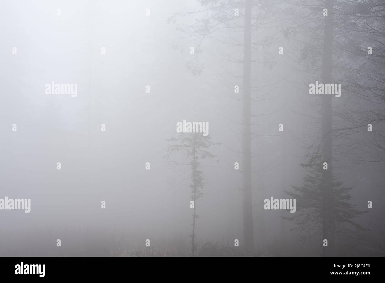 Schönes stimmungsvolles Landschaftsbild von nebligen Wäldern im Herbst Stockfoto