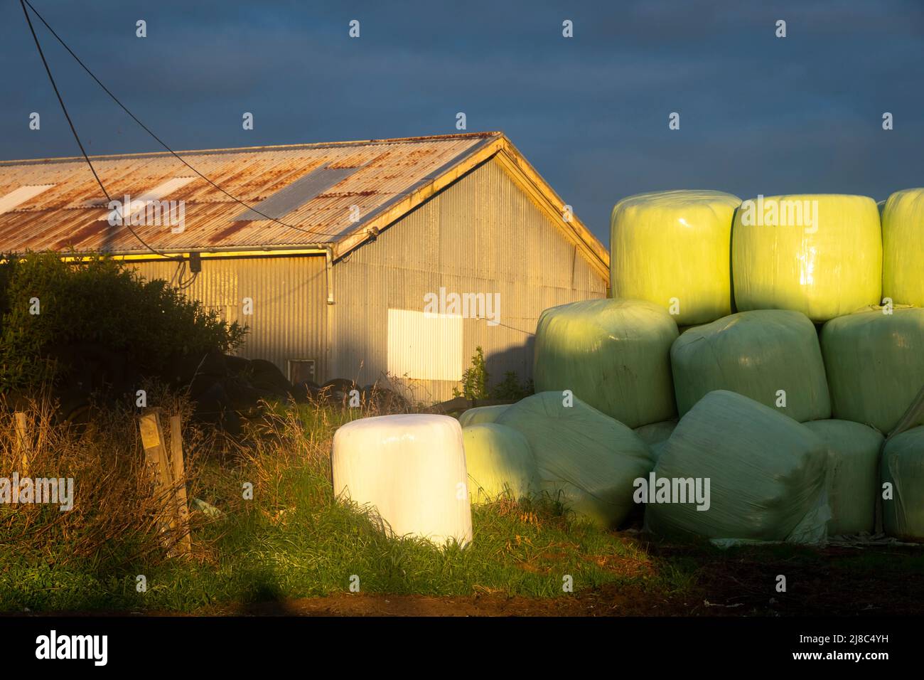 Heuballen, die in Plastikfolie umhüllt sind, neben Barde, Waverly, South Taranaki, North Island, Neuseeland Stockfoto