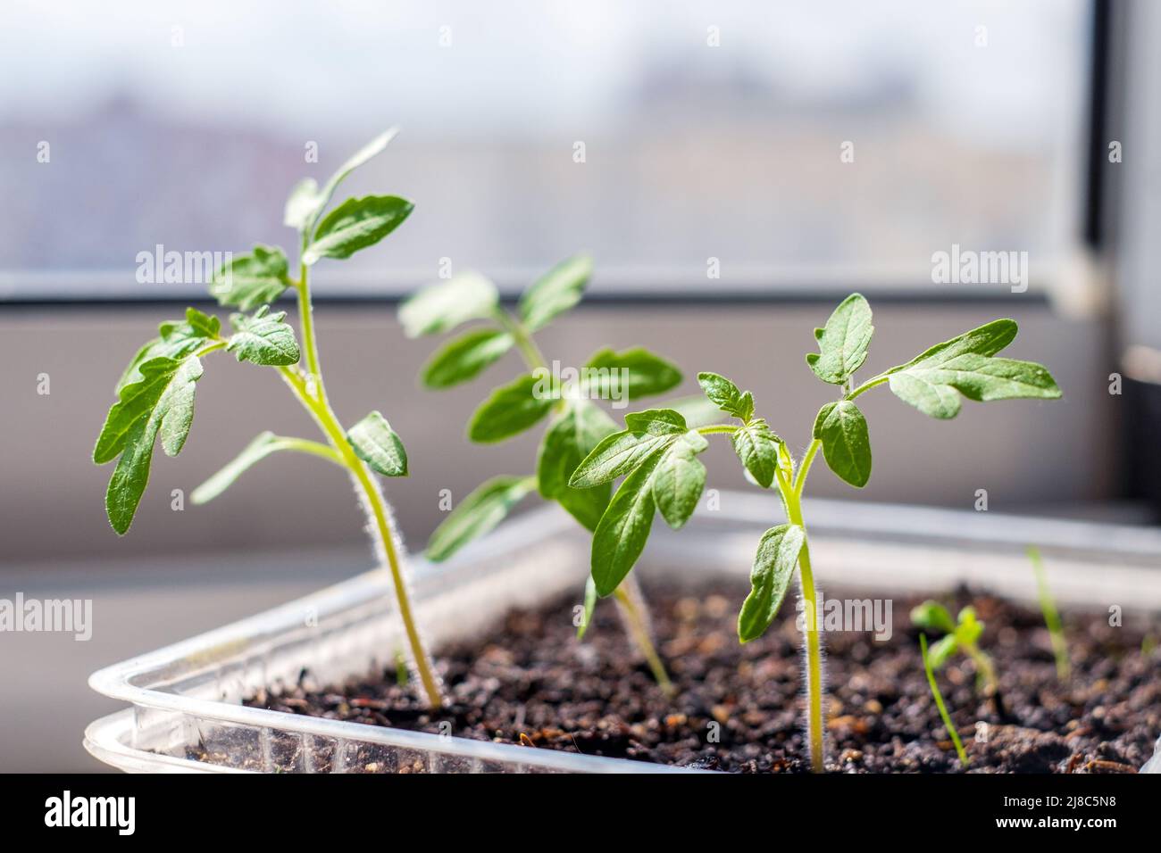 Tomatensämlinge vor dem Einpflanzen in den Boden. Zerbrechliche junge Pflanzen Stockfoto