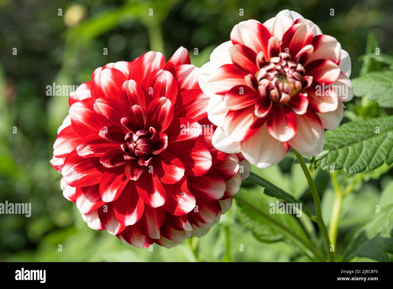 Dahlie (Dahlia), Blumen des Sommers Stockfoto