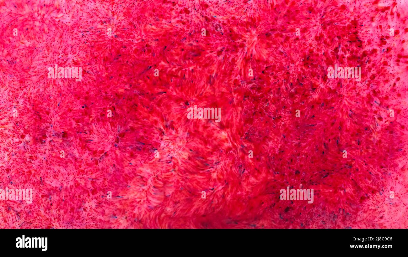 Dunkelrosa abstrakter Hintergrund. Rosa Flecken auf einer flüssigen Oberfläche. Pink Fluid Art-Textur Stockfoto