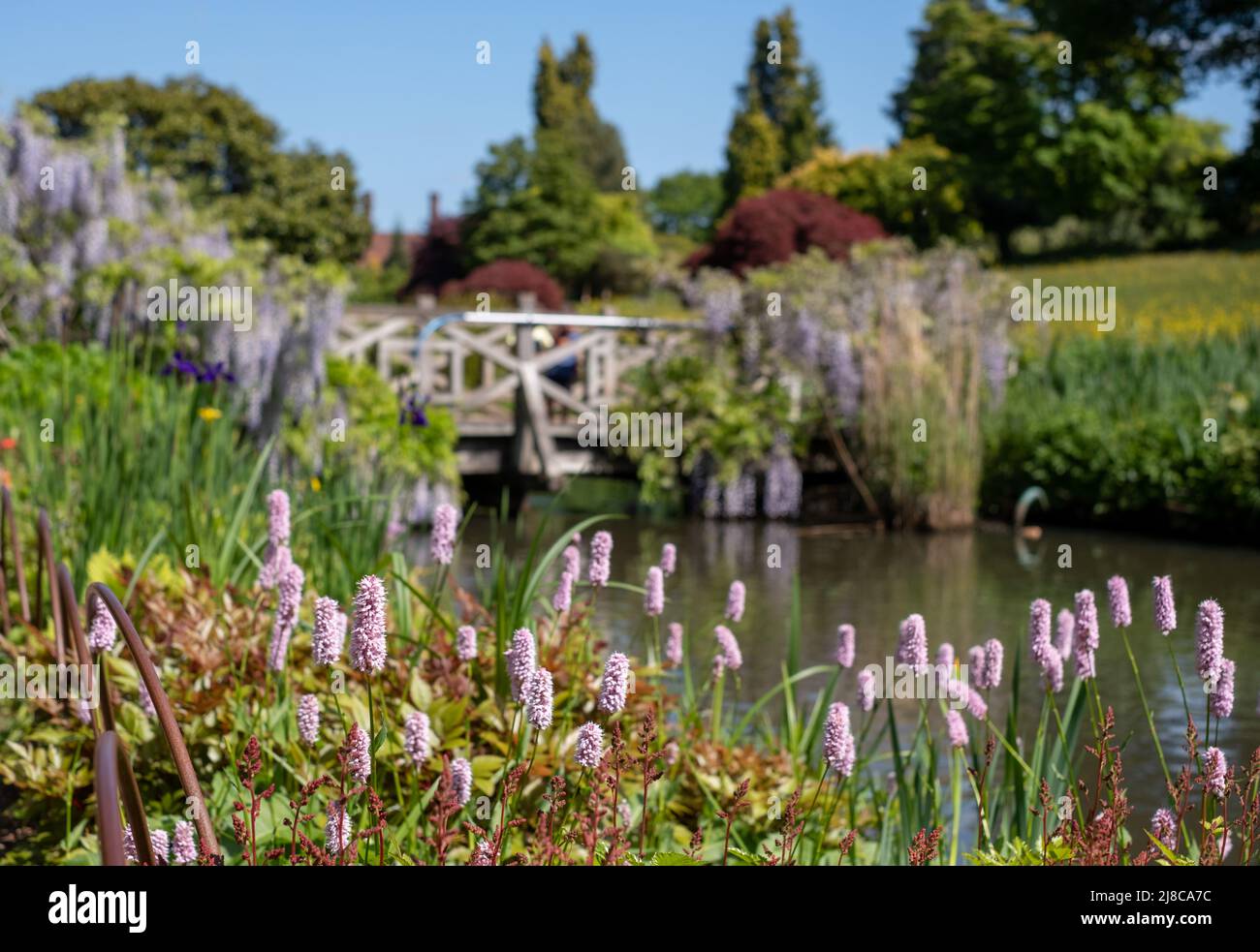 Blass rosa Bistort blüht am Bach im Garten von RHS Wisley in Surrey, Großbritannien. Brücke mit wisterialen Blumen hinter bedeckt. Stockfoto