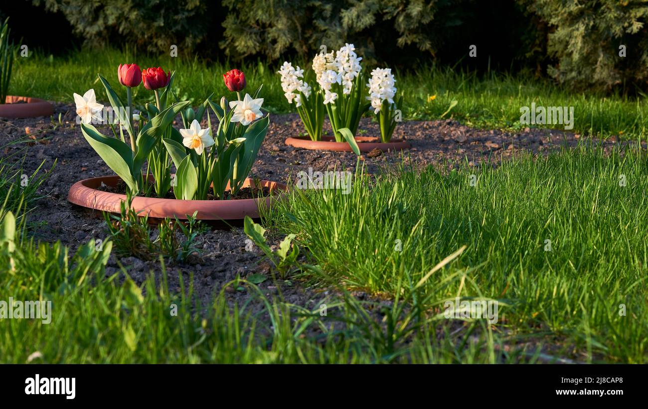 Blumenbeet. Landschaftsgestaltung von Parks und Hausratsparks Stockfoto