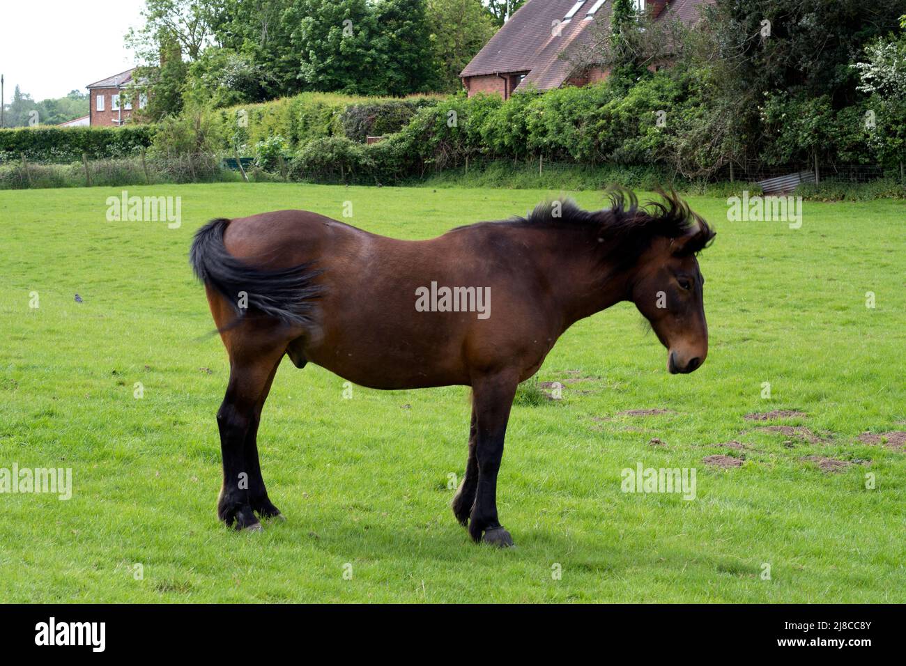 Ein Pferd mit Kopf und Schwanz, Warwickshire, Großbritannien Stockfoto