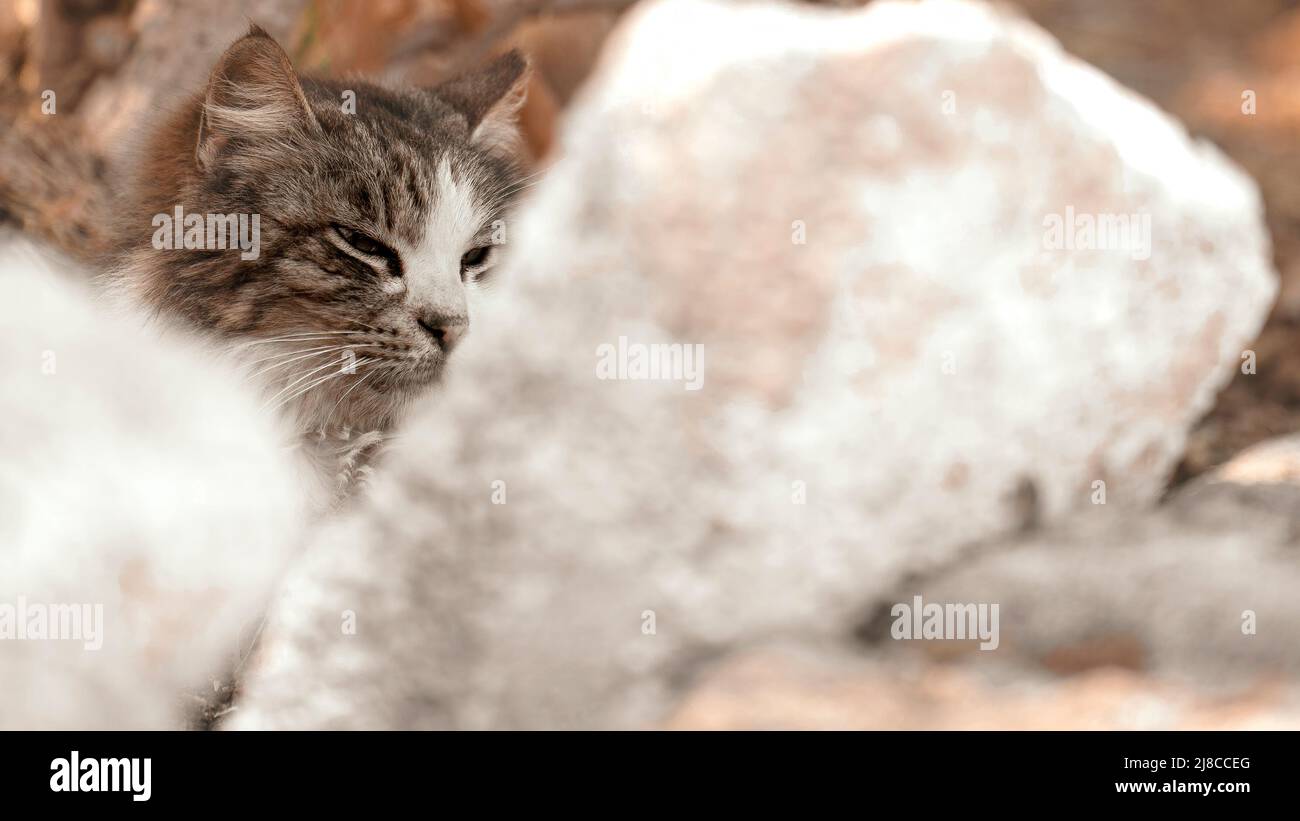Katze zeigt nur Kopf hinter weißen Steinen Stockfoto