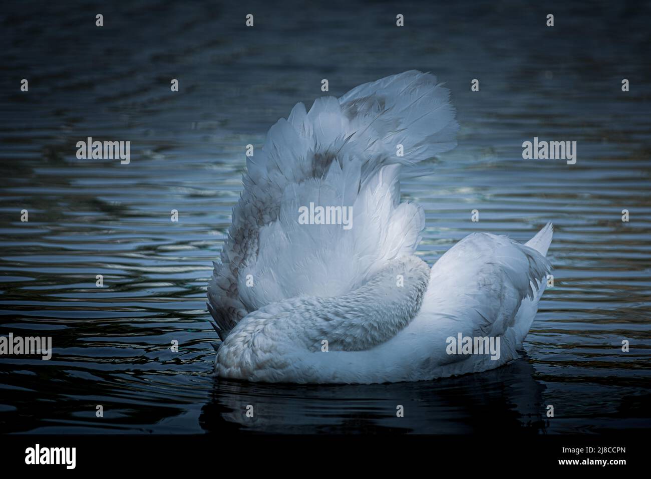 Der junge stute Schwan Cygnet reinigt seine Flügel. Schwan stumm in einer bizarren Form. Fotobearbeitung in Blautönen Stockfoto