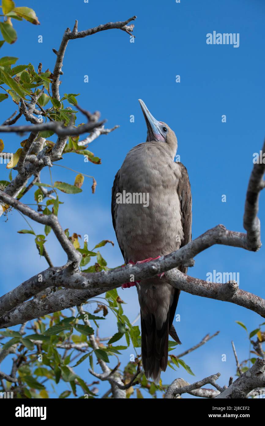 Ecuador, Galapagos, Genovesa (aka Tower) Island, Prinz Phillips Treppe. Rotfußbooby (Sula sula websteri) Stockfoto