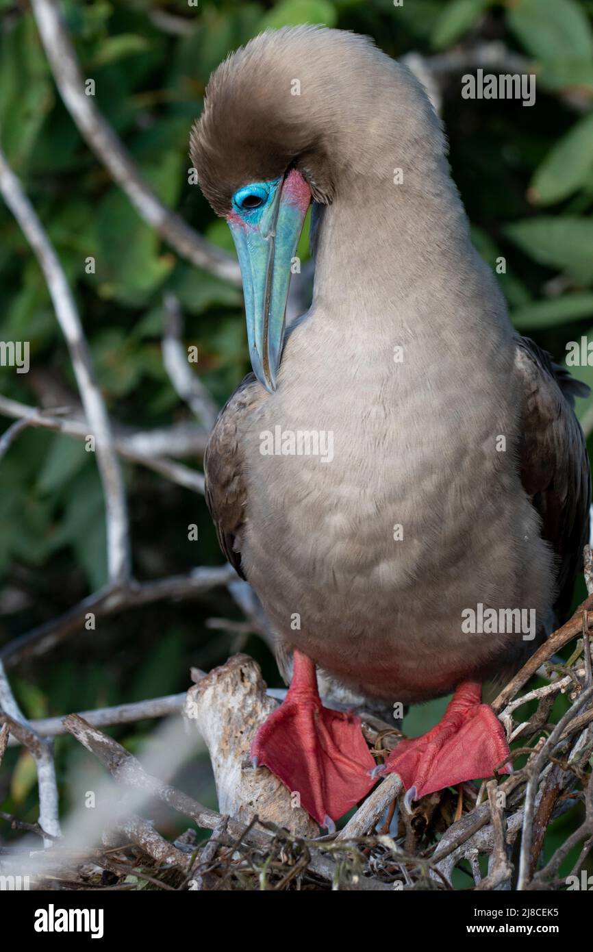 Ecuador, Galapagos, Genovesa (aka Tower) Island, Prinz Phillips Treppe. Rotfußbooby (Sula sula websteri) auf Nest. Stockfoto