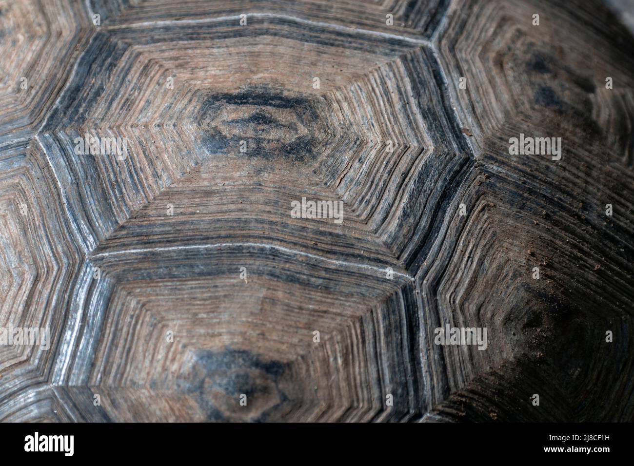 Ecuador, Galapagos, Isabela Island, Urbina Bay. Galapagos Riesenlandschildkröte (F) Schalendetail mit Altersringen. Stockfoto