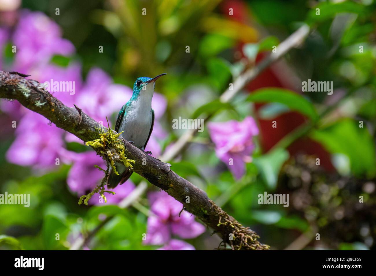 Ecuador, Tandayapa Valley, Alambi Reserve. Anden-Smaragd-Kolibri, Männchen (Uranomitra franciae) Stockfoto