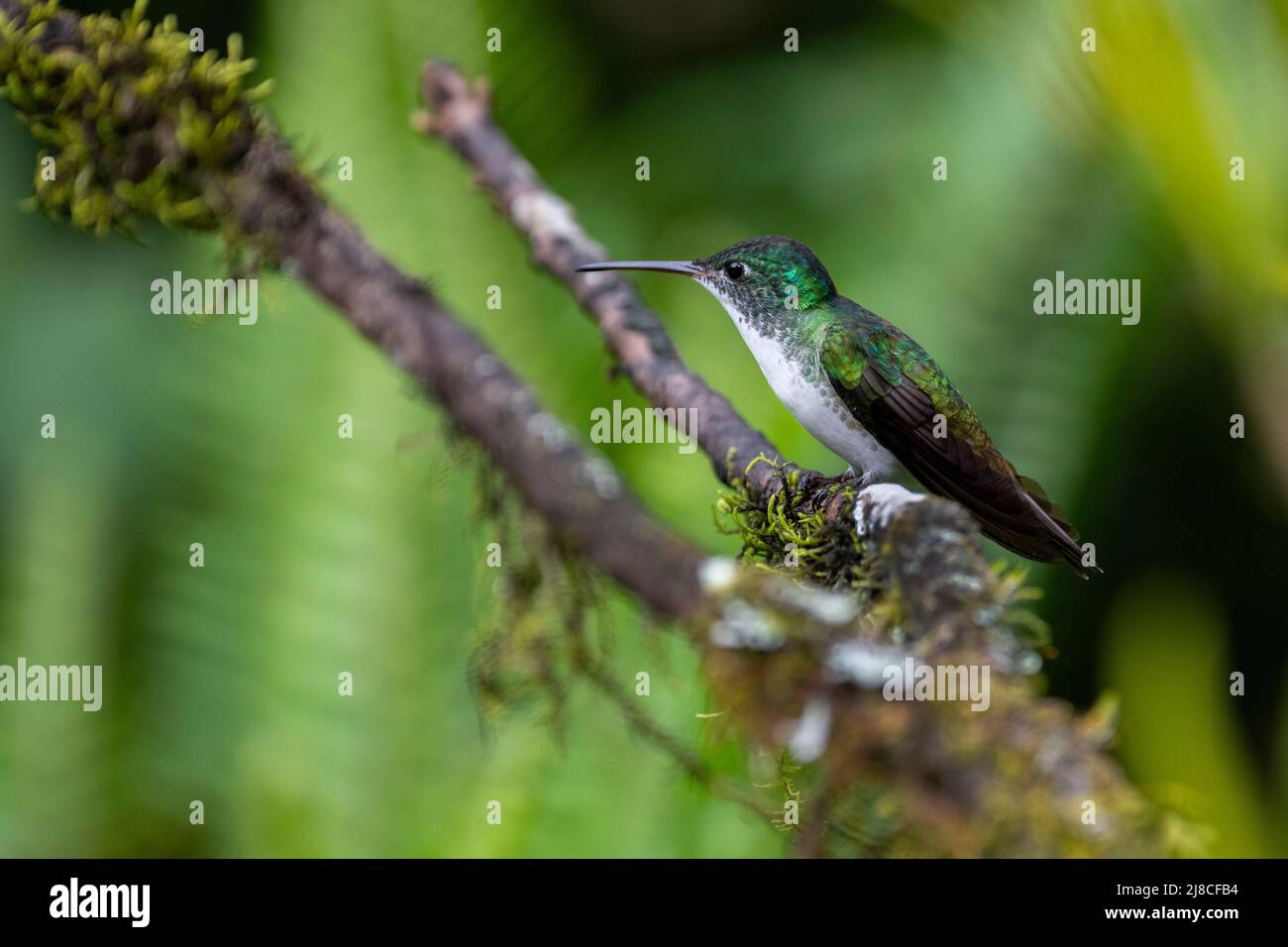 Ecuador, Tandayapa Valley, Alambi Reserve. Andensmaragdkolibri (Uranomitra franciae) Stockfoto