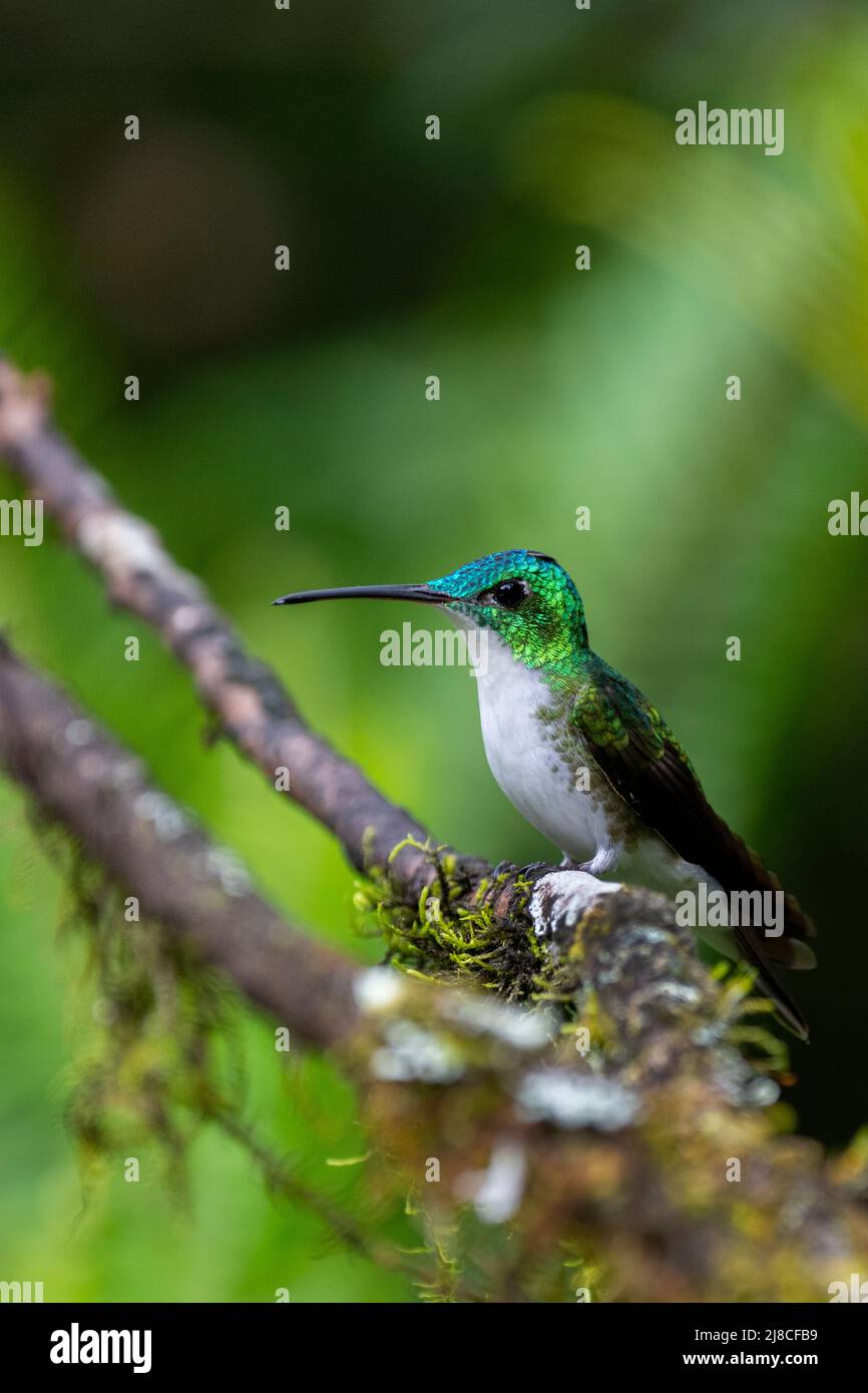 Ecuador, Tandayapa Valley, Alambi Reserve. Andensmaragdkolibri (Uranomitra franciae) Stockfoto