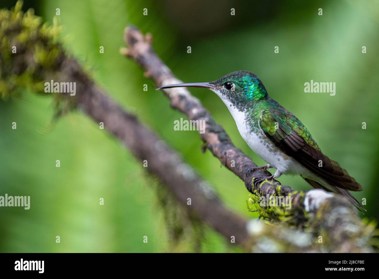 Ecuador, Tandayapa Valley, Alambi Reserve. Andensmaragdkolibri (Uranomitra franciae) Stockfoto