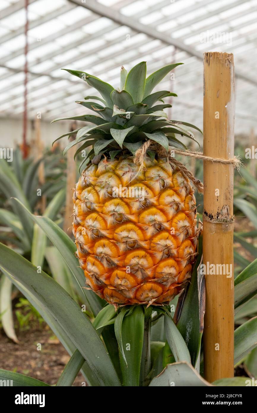 Ananasfrüchte in einer traditionellen Gewächshausplantage auf der Insel São Miguel auf den Azoren Stockfoto