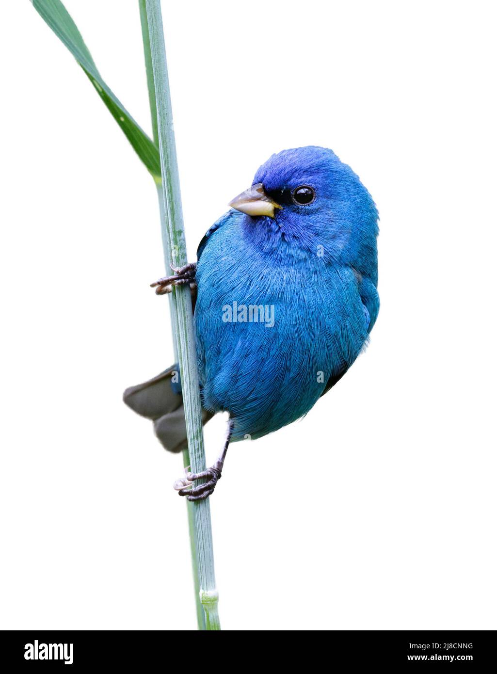 Indigo-Ammer (Passerina cyanea) isoliert auf weißem Hintergrund. Stockfoto