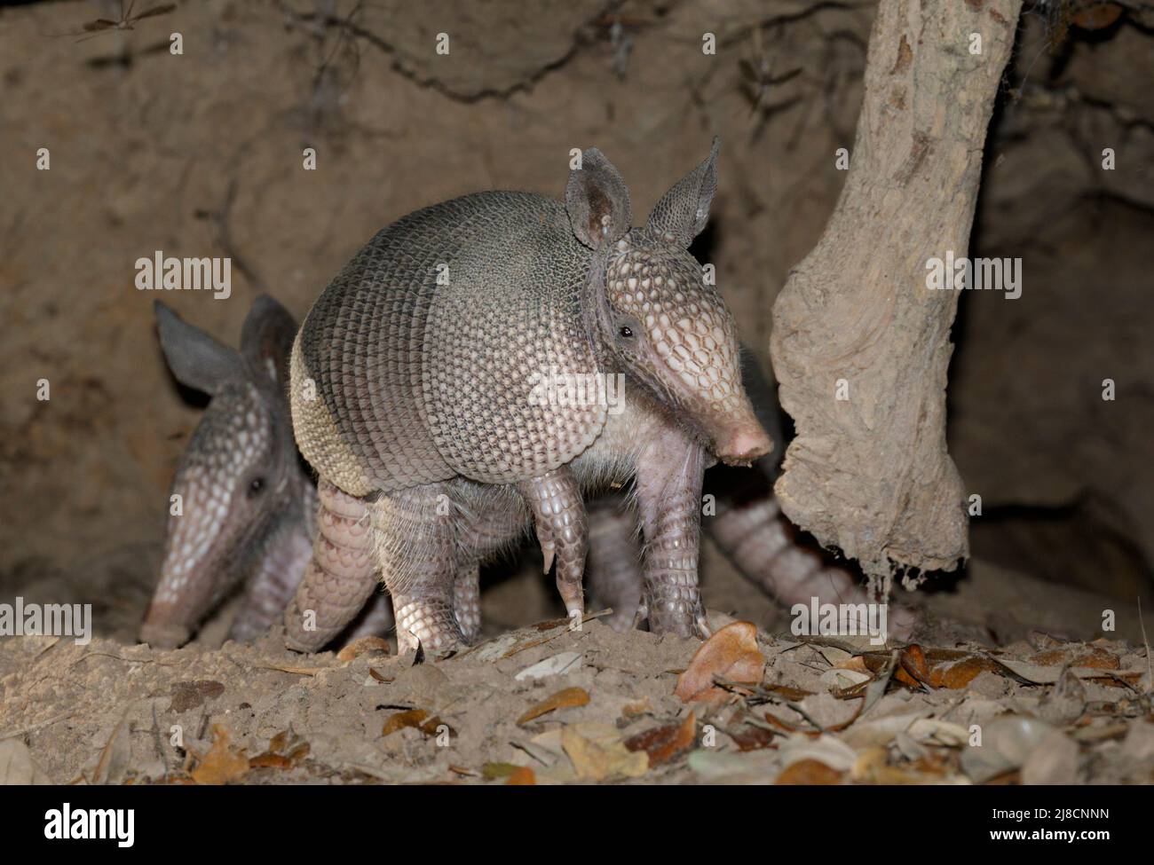 Junger mexikanischer Langnasen-Gürteltier (Dasypus mexicanus) in ihrem Loch, High Island, Texas, USA. Stockfoto