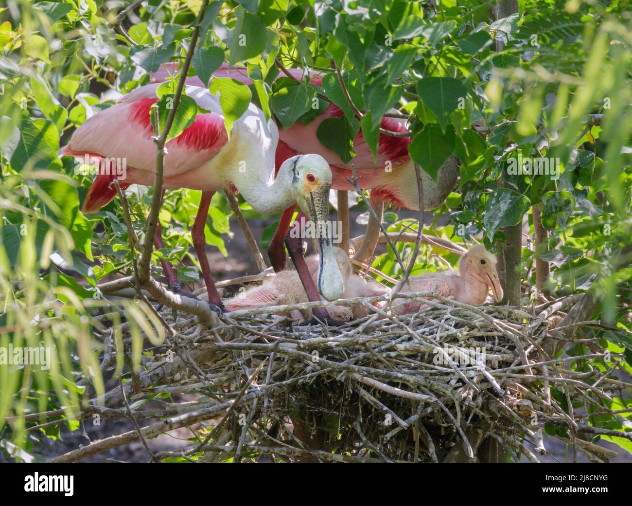 Rotlöffler (Platalea ajaja) mit Küken im Nest, High Island, Texas, USA. Stockfoto