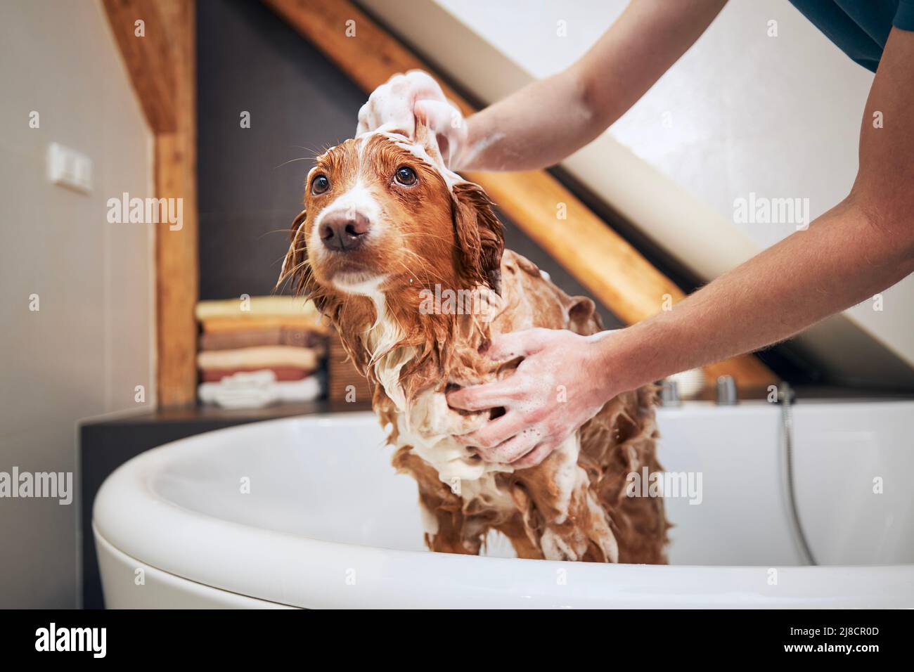 Hund nimmt Bad zu Hause. Baden von Nova Scotia Duck Tolling Retriever. Stockfoto