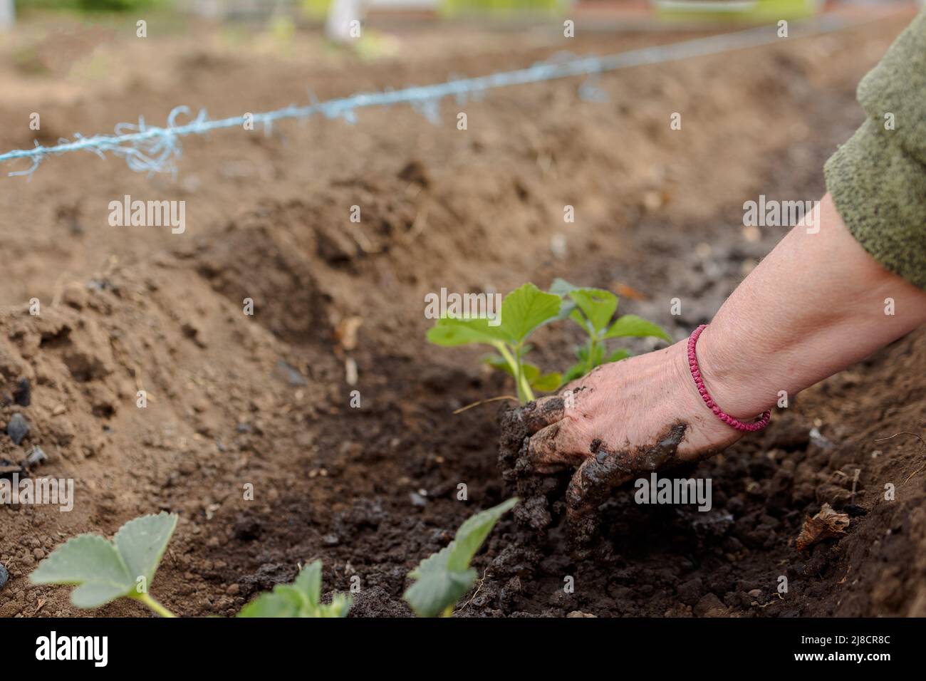 Die Frau pflanzt Erdbeeren. Gartenarbeit. Landleben. Öko-Farm. Hochwertige Fotos Stockfoto
