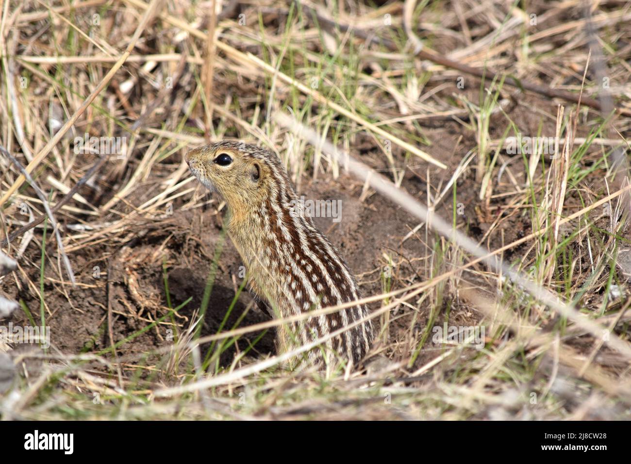 Ein 13 gesäumtes Erdhörnchen/Gopher, das in der Nähe ihres Lochs steht Stockfoto