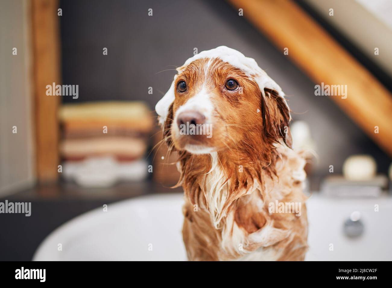 Nasser Hund in der Badewanne zu Hause. Baden von Nova Scotia Duck Tolling Retriever. Stockfoto