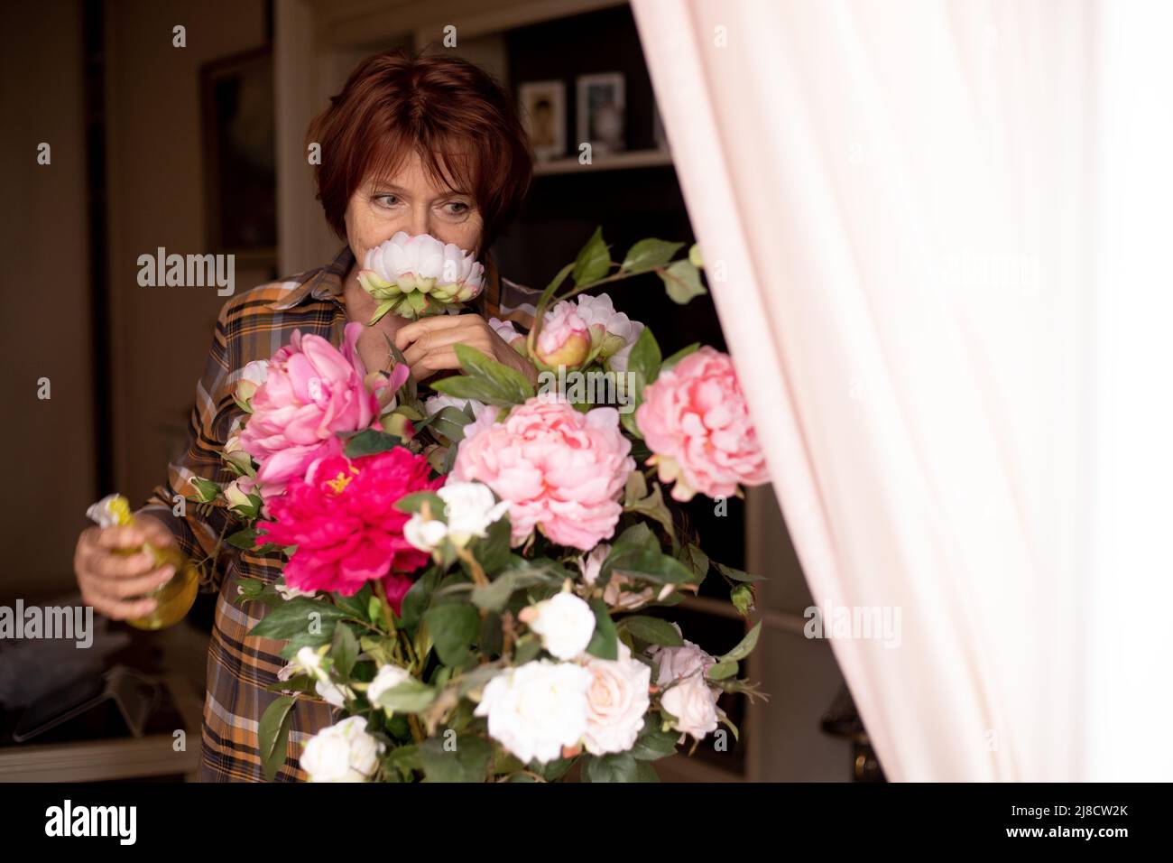 Reife Frau schnüffeln Duft von frischen blühenden rosa und weißen Gartenrosen und sprühen grüne Blätter mit Wasser im Wohnzimmer. Hausfrau kümmert sich um Stockfoto