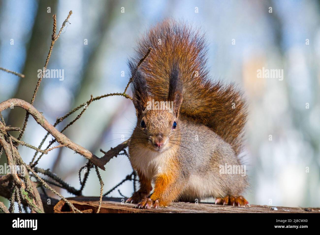 Das rote Eichhörnchen im Wald blickt aus nächster Nähe auf die Kamera. Tier in freier Wildbahn Stockfoto