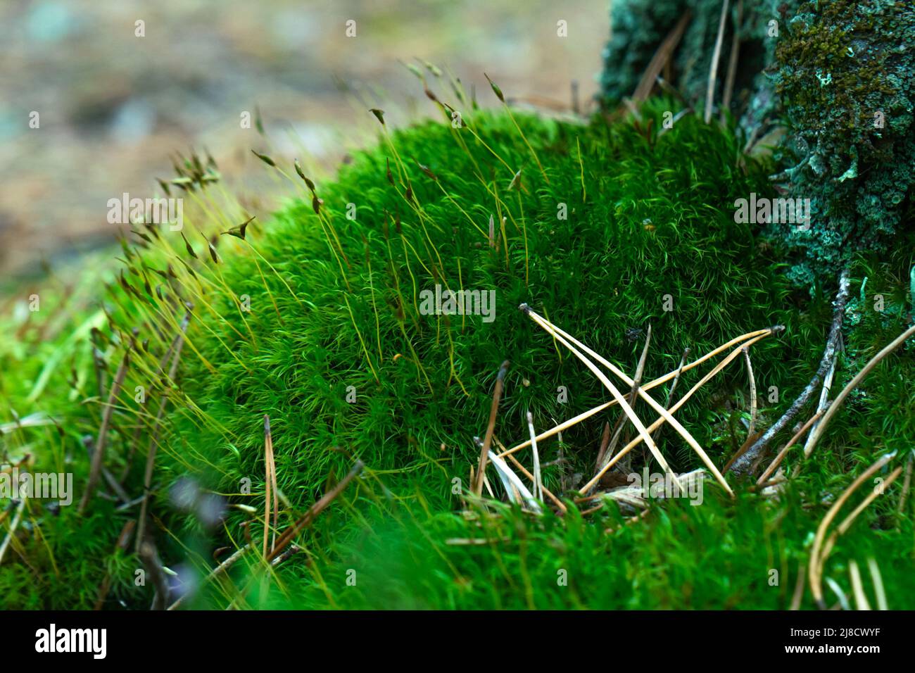 Makroaufnahme mit grünem Moos. Nahaufnahme von grünem Moos im Wald an einem Sommermorgen. Schöner Hintergrund aus Moos für Tapeten. Stockfoto