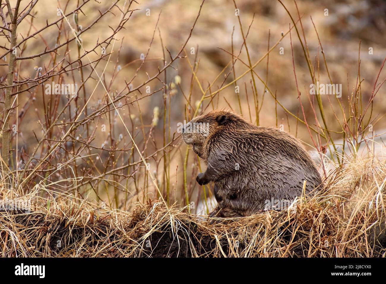 Ein großer Biber, castor canadensis, der sein Fell ausstöhnt. Öl darauf legen, um die pelzgrasbewachsene bankauf dem grasbewachsenen Ufer seines Biberdamms wasserfest zu machen. Stockfoto