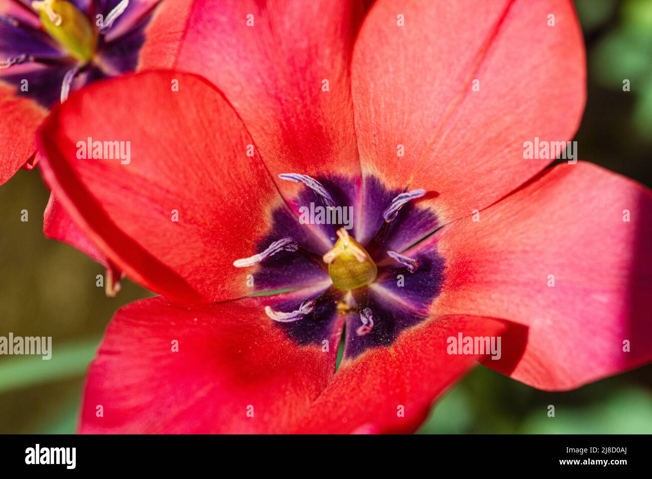 Botanische Flora Stockfoto