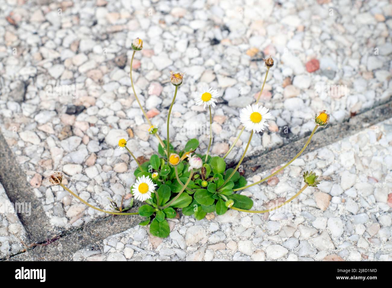 Blumen wachsen auf unwahrscheinlichen Betonböden, Hoffnung Frieden und natürliche beiläufige Schönheit. Verlassene Räume, Kriegsgebiete lieben und friedliche Aussichten. Stockfoto