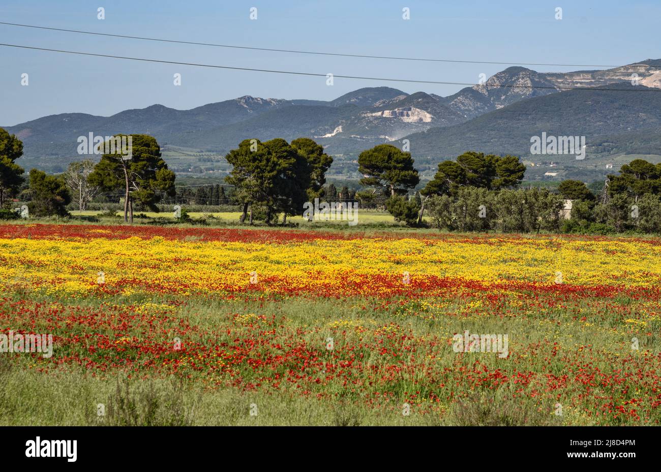 Colori della primavera vicino a Baratti Stockfoto