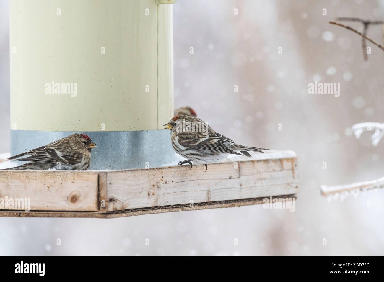 Schnee fallender Winter, Rotpoll, Vögel am Futterhäuschen im Wettbewerb um Nahrung, Batling, Kämpfe, Winter Vogelfutterhaus Stockfoto